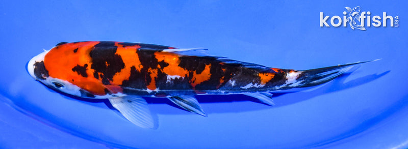 7.5" DOITSU SANKE