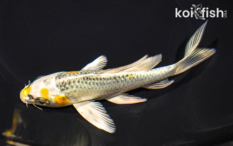 6" KUJAKU BUTTERFLY