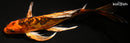 10.25" BENI KIKOKURYU BUTTERFLY