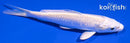 4.25" PLATINUM OGON