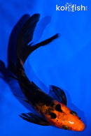 5" ORENJI BEKKO BUTTERFLY