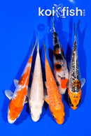 PACK OF (5) 3.75-4" STANDARD KOI