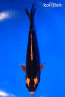 5" ORENJI MATSUBA