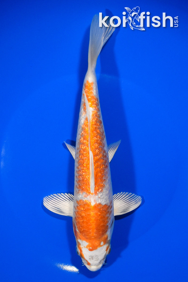 8.25" GINRIN HARIWAKE