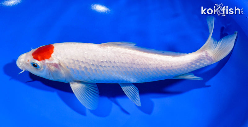 8" TANCHO KOHAKU
