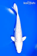 6.75" ARAGOKE PLATINUM OGON