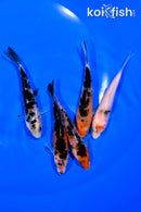 PACK OF (5) 4-4.5" MIXED STANDARD KOI