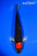 11.25" TANCHO BENI MATSUKAWABAKE