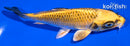 5.5" KI MATSUBA