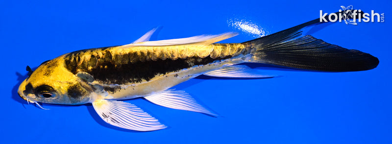 5.25" KIN KIKOKURYU BUTTERFLY