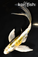 8.75" ARAGOKE KUJAKU BUTTERFLY