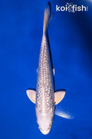 8" GINRIN PLATINUM OGON