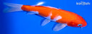 7" KOHAKU