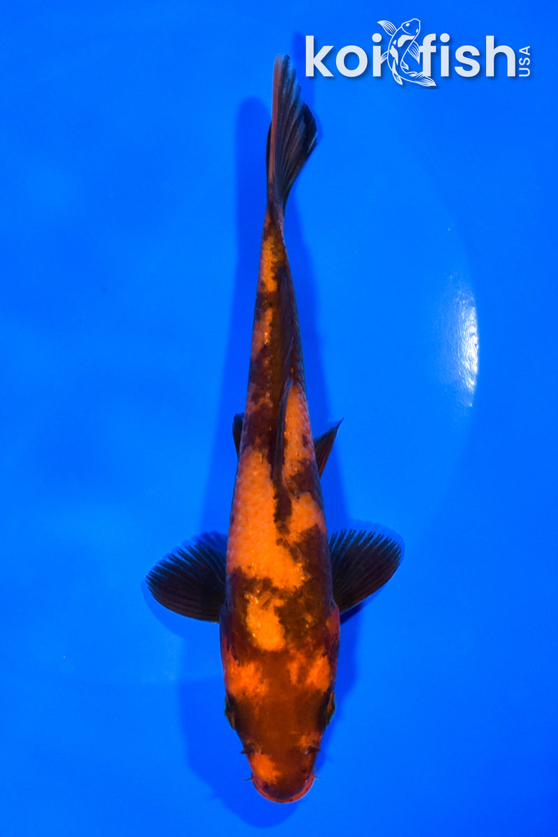 6.5" HI UTSURI