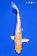 6.5" LEMON HARIWAKE