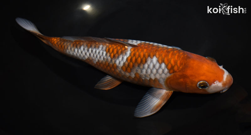 11.5" OCHIBA SHIGURE