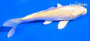 5" YAMABUKI OGON