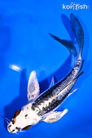 7" BENI KIKOKURYU BUTTERFLY