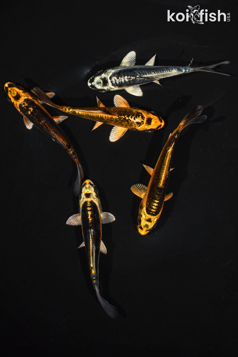 PACK OF (5) 3.5-4.5" STANDARD GHOST KOI