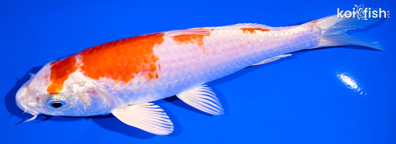 6.75" HARIWAKE