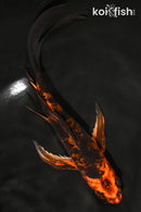 8" HI UTSURI BUTTERFLY