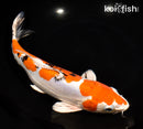 11" HEISEI NISHIKI