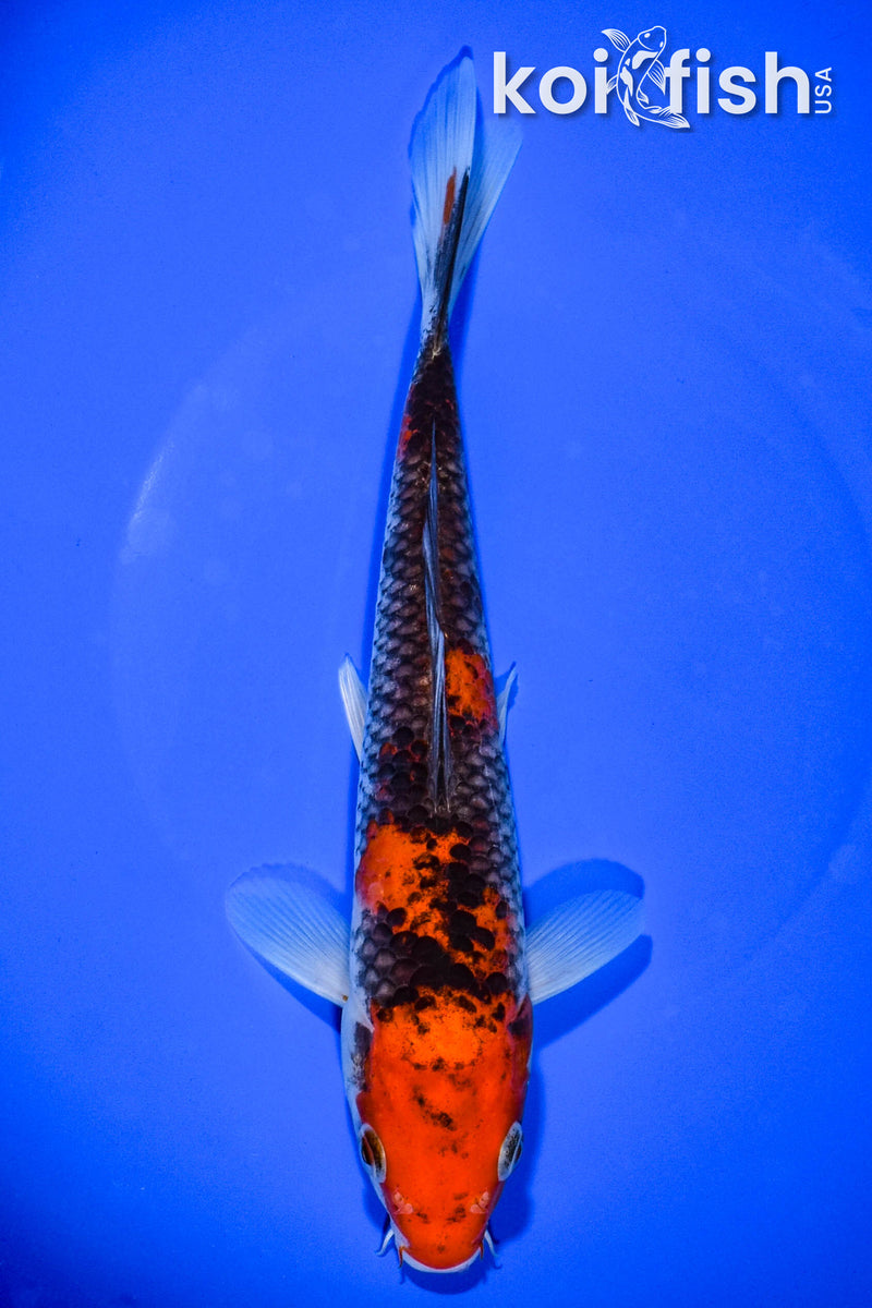 8.5" GOSHIKI
