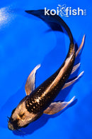 5.5" KABUTO BUTTERFLY