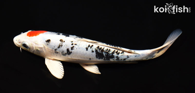 8.75" MARUTEN HEISI NISHIKI