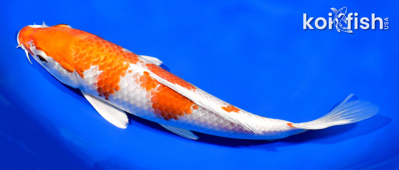 8.25" HARIWAKE