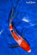 9" SANKE BUTTERFLY