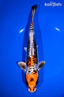 9.75" GINRIN ARAGOKE BENI KIKOKURYU