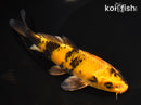 6.5" KIN KI UTSURI