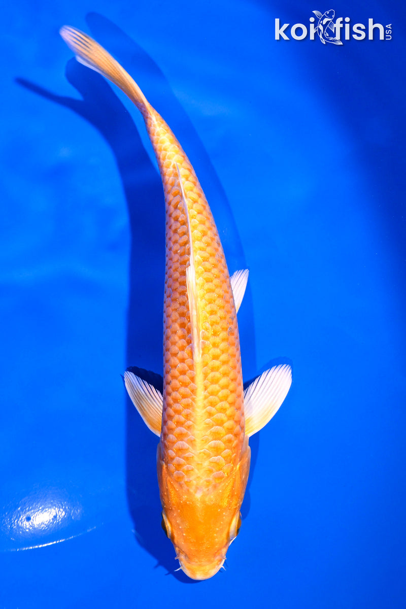7" ORENJI OGON