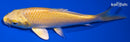 5.5" YAMABUKI OGON