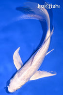 7.5" PLATINUM OGON BUTTERFLY