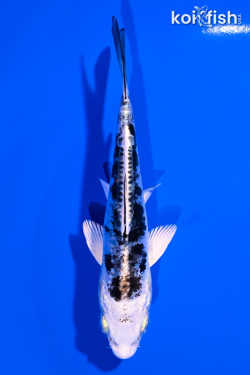 4.75" HEISEI NISHIKI