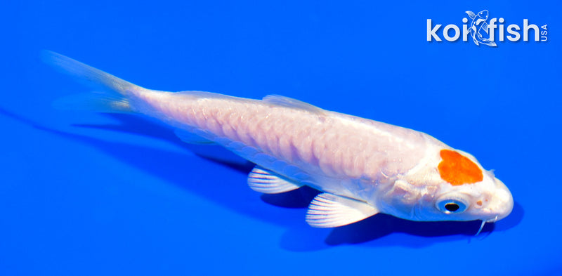 5" ARAGOKE TANCHO HARIWAKE