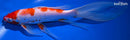 10" KOHAKU BUTTERFLY