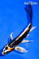 5.5" KIN KIKOKURYU BUTTERFLY