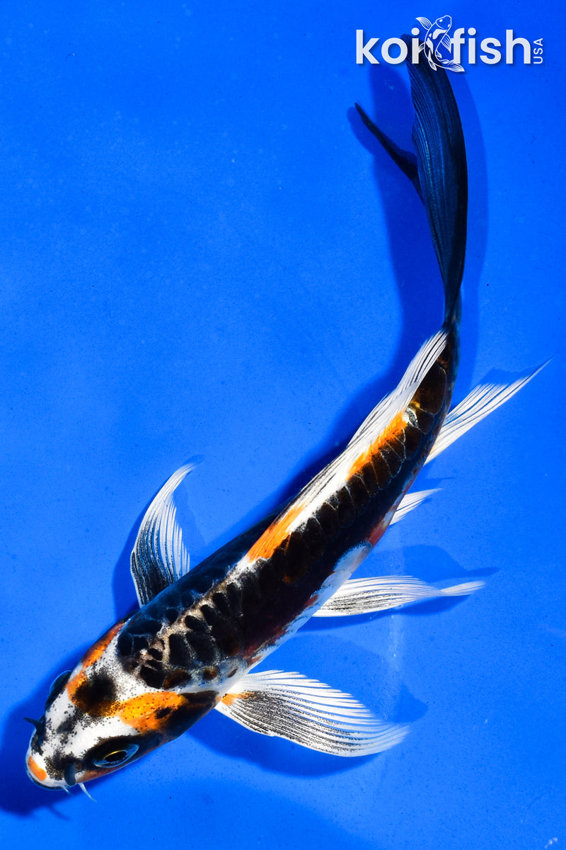 5.5" KIN KIKOKURYU BUTTERFLY