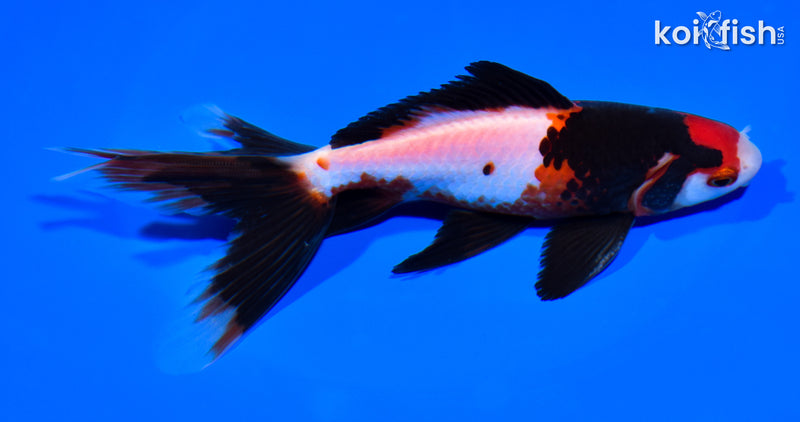 6" WATONAI GOLDFISH