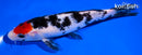 6.5" TANCHO SHOWA
