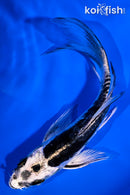 5.5" KIKOKURYU BUTTERFLY