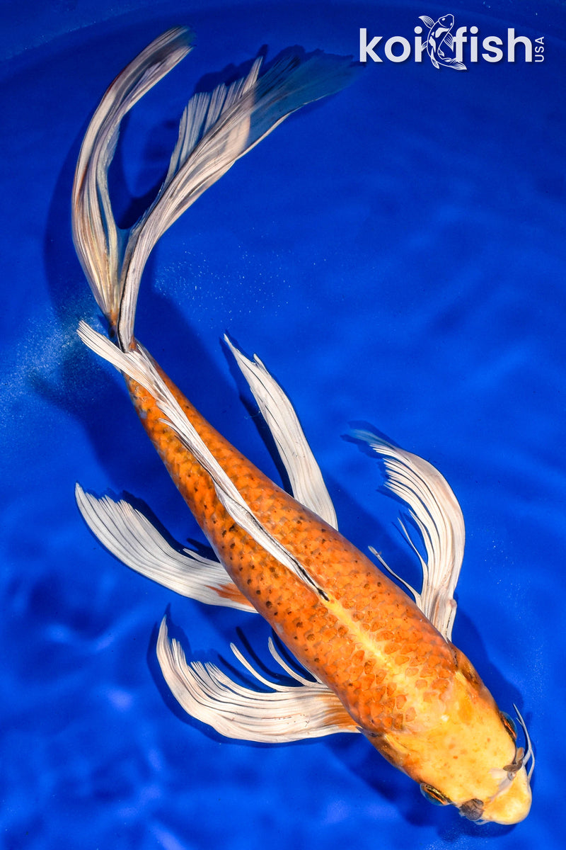 14" HARIWAKE BUTTERFLY