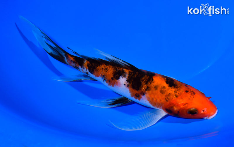 7.5" SANKE BUTTERFLY