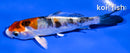 4" HEISEI NISHIKI