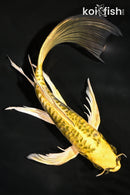 8.75" KIN KIKOKURYU BUTTERFLY