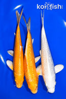 PACK OF (3) 6.75-7" STANDARD KOI