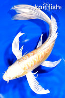10.5" DOITSU YAMABUKI OGON BUTTERFLY